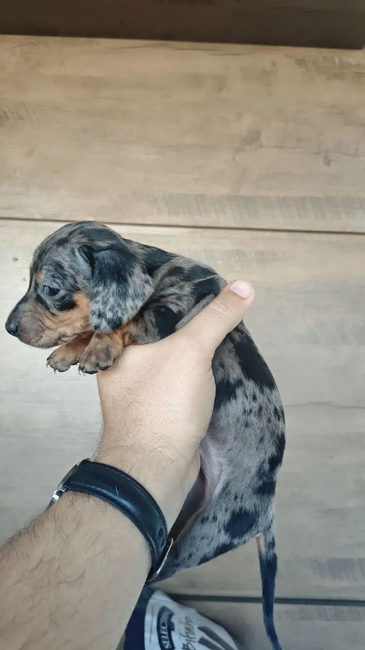 Dachshund - Foto 3