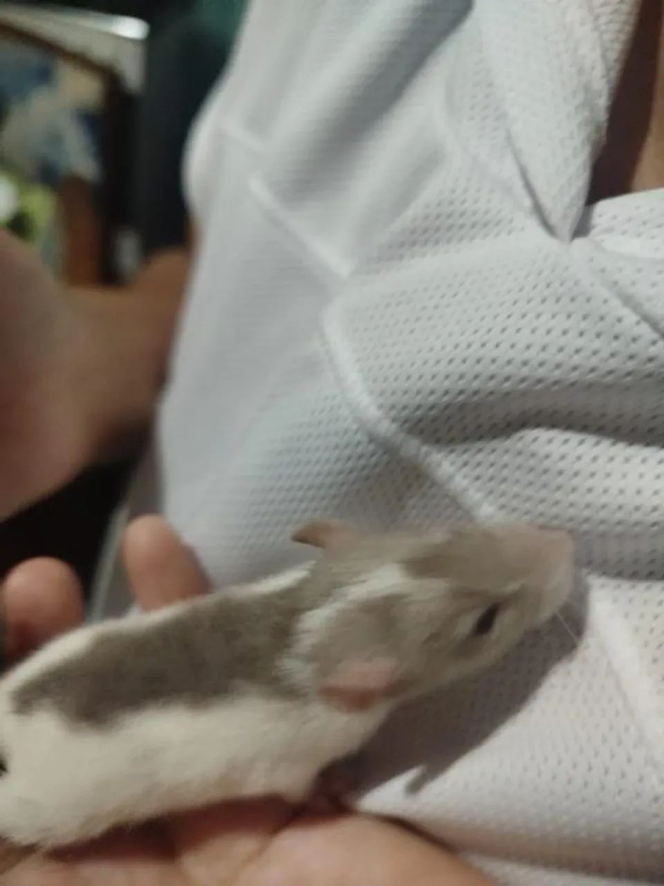 Filhotes de Rato Twister - Super Mansos e Saudáveis - Foto 4