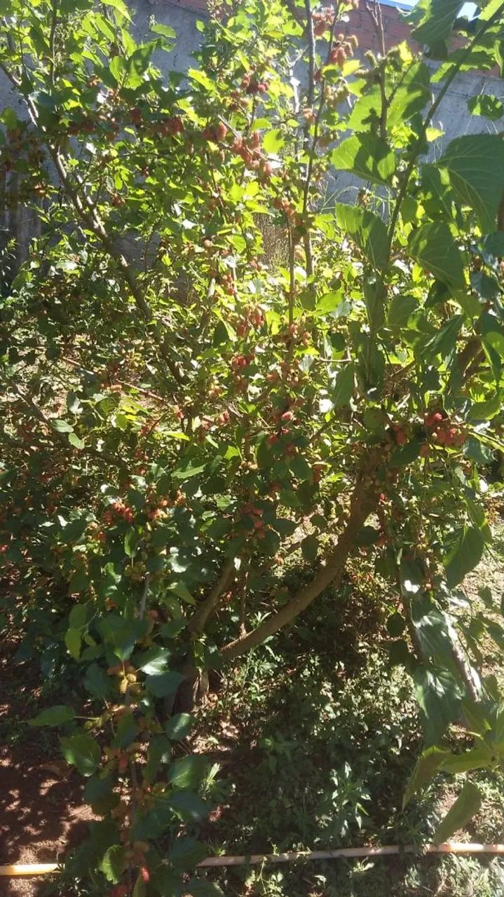 Chacara a venda  - Foto 5