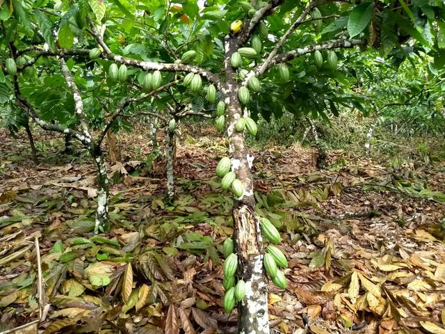 Fazenda em Itacaré - Foto 6