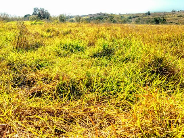 Fazenda 150 ha - Foto 4
