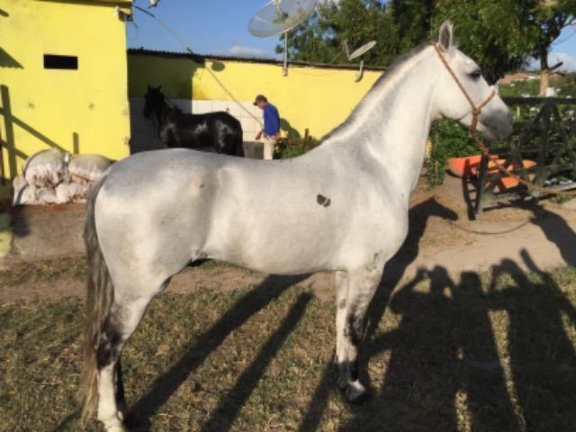 Cavalos Mangalarga Machador - Foto 6