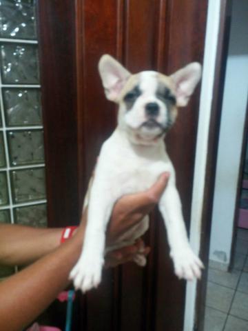 Bulldog francês - Foto 3