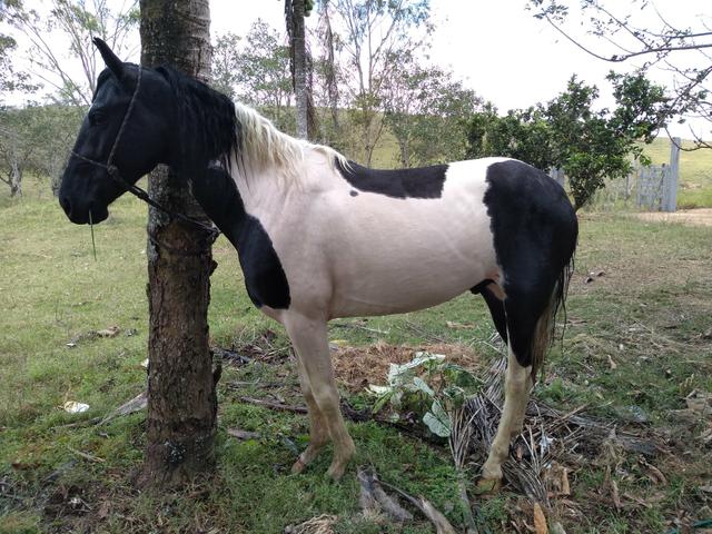 Cavalo Mangalarga Pampo de preto - Foto 3