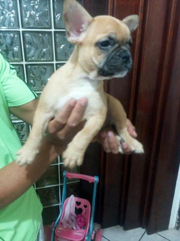 Bulldog francês - Foto 2