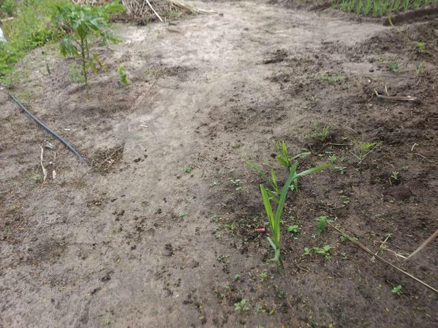 Terreno no Muricy - Foto 18