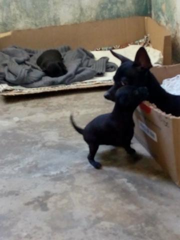 Filhotes de Pinscher número 1 - Foto 2
