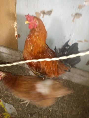 Galo e Galinha Caipira