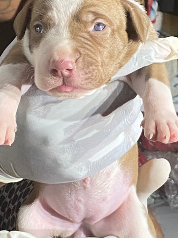 Filhotes de Pit Bull - Foto 3