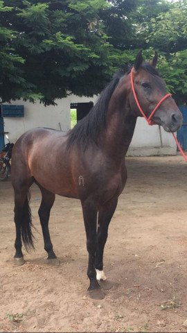 Cavalo - Foto 3