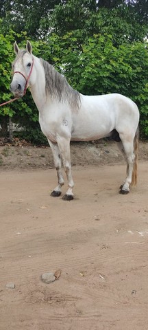 Cavalo MM Registrado de Picado 