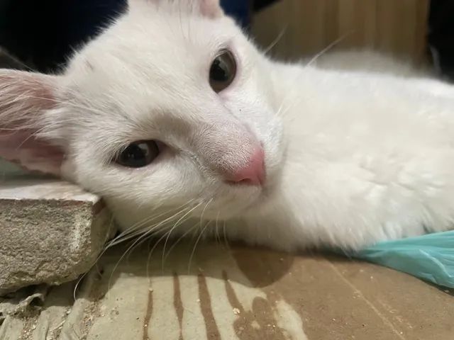 Gato para adoção  - Foto 5