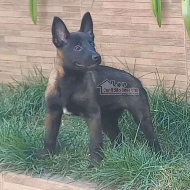 Pastor Malinois - Cães - OLX Portugal