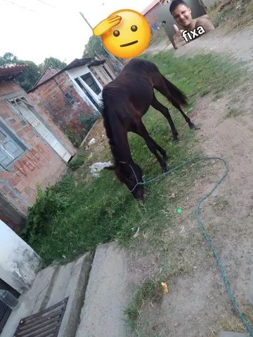 Cavalo a venda