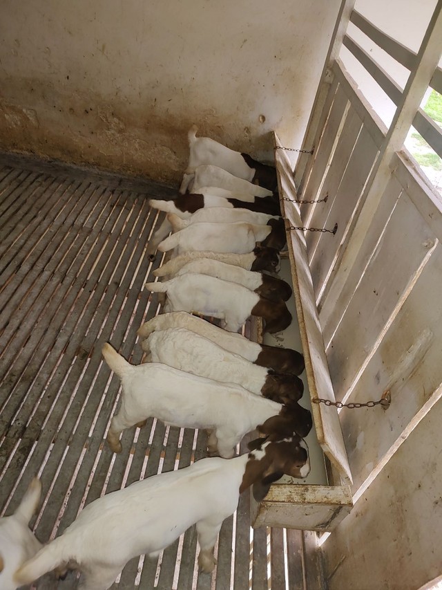 Bodes e cabras