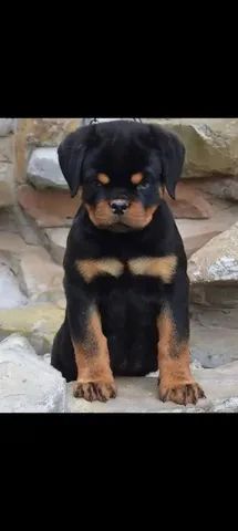 Lindos filhotes de Rottweiler para pronta entrega 