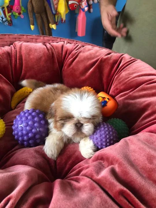 Filhote Shih Tzu - Lindíssimo!