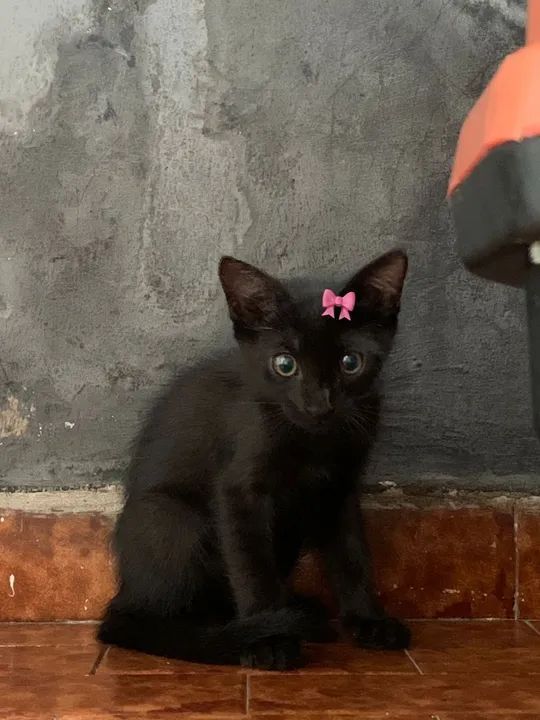 Linda gatinha para adoção - Foto 2