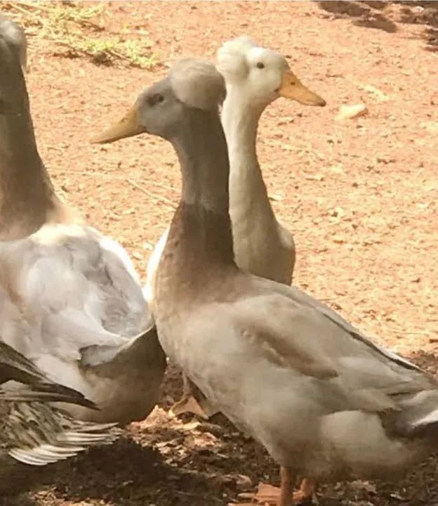 Vendas de filhotes  - Foto 2