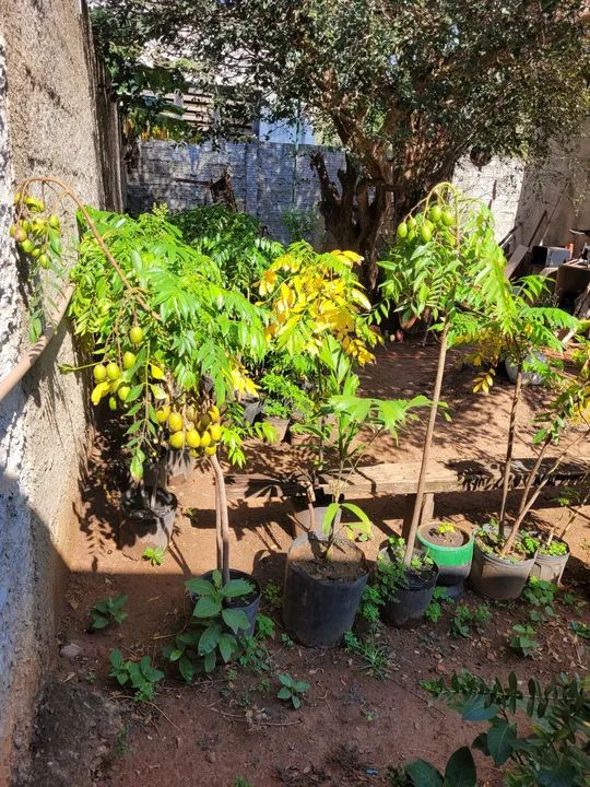 Mudas de Cajamanga para vaso ou chão  - Foto 5