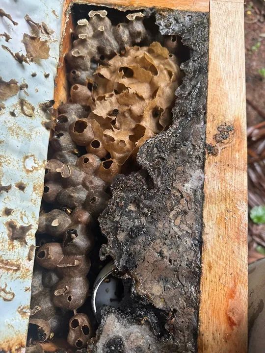 Caixas de abelhas asf  - Foto 3