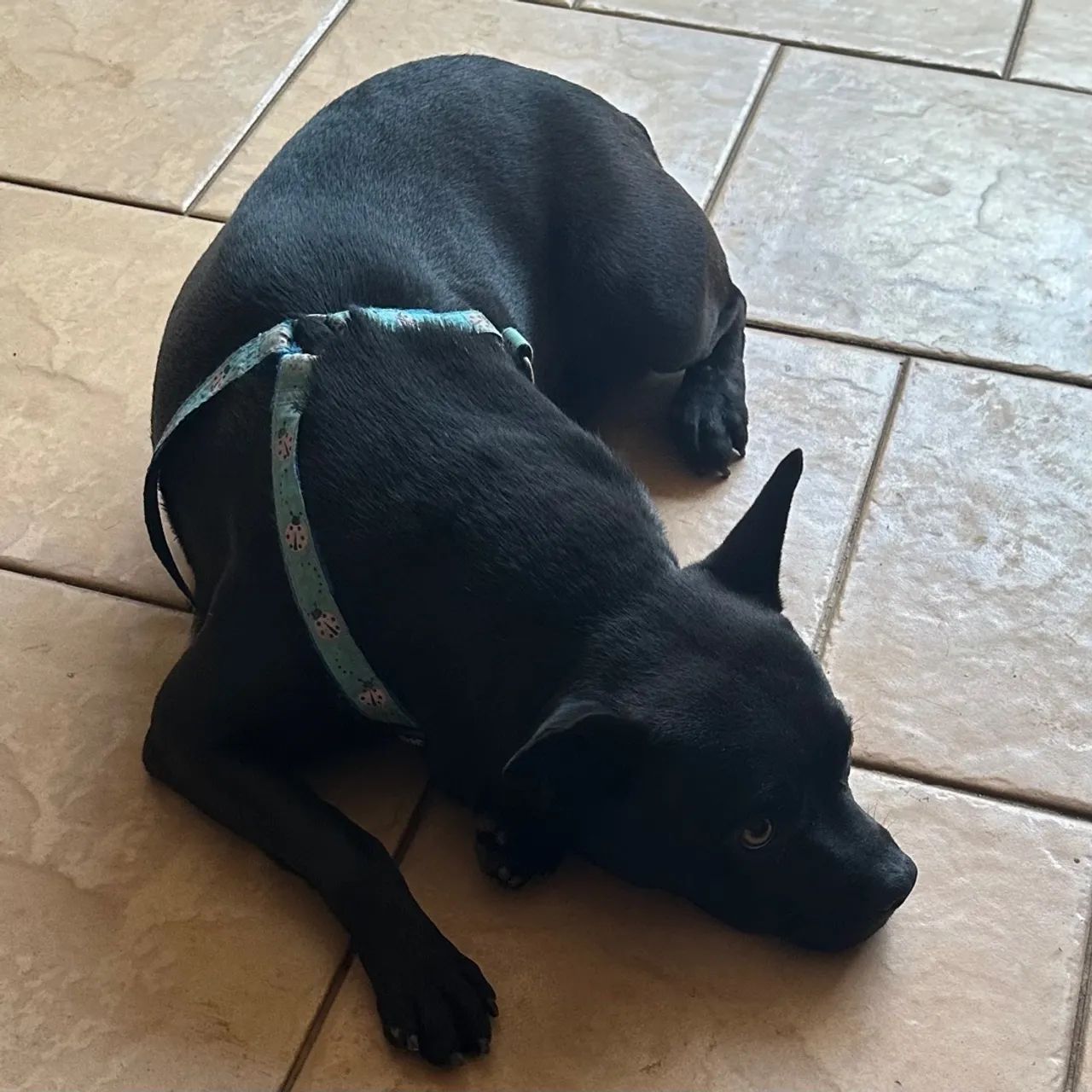 Filhote para Adoção: Staffordshire Bull Terrier - Foto 3