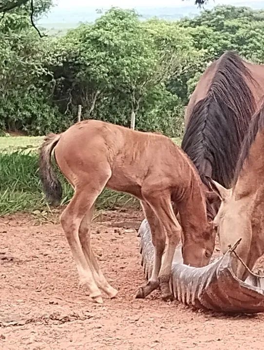 Égua Parida - Foto 2