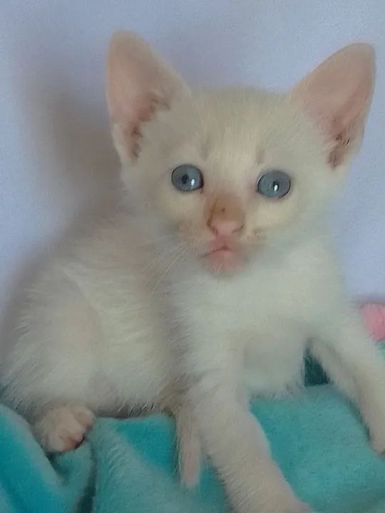 Gato branco com olhos azuis com 40 dias - Foto 5
