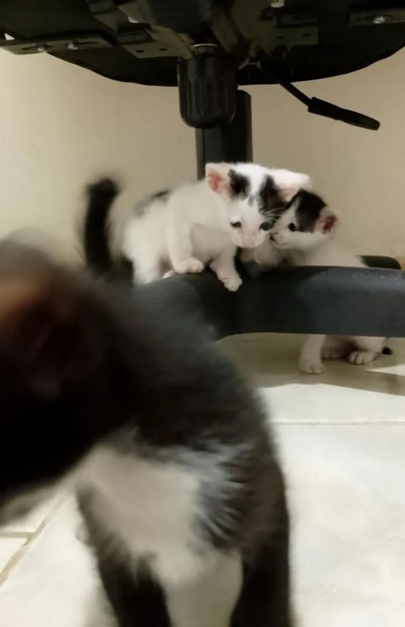 Gatinhos para adoção. - Foto 2