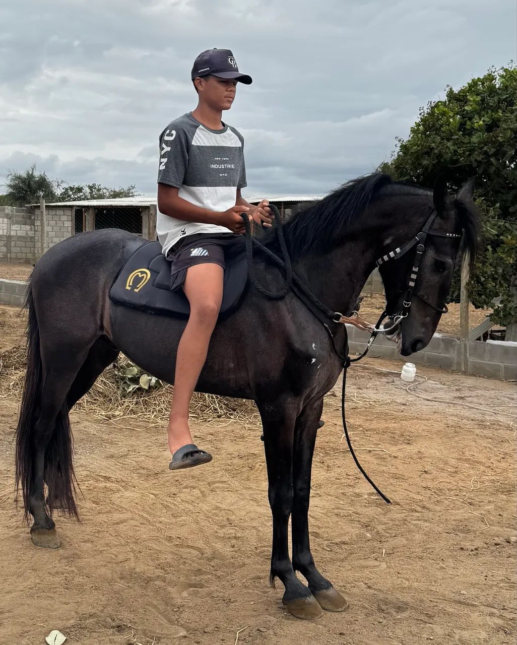 Cavalo mangolino - Foto 2