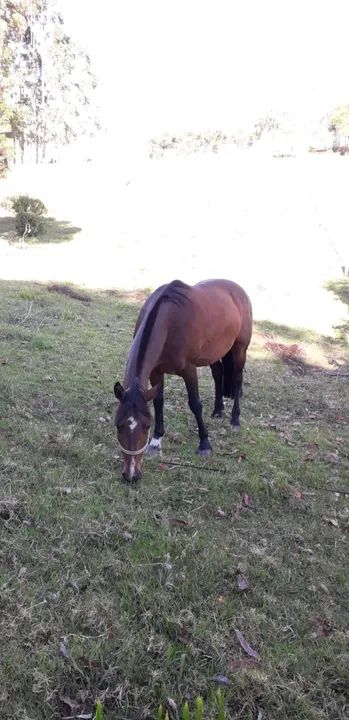 Egua e  um carneiro sulfok - Foto 4