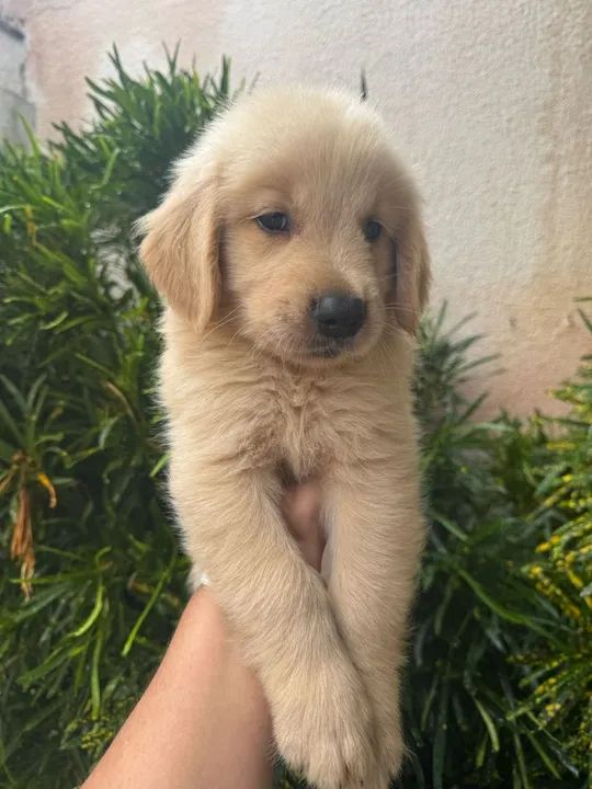  Golden Retriever macho  - Foto 3