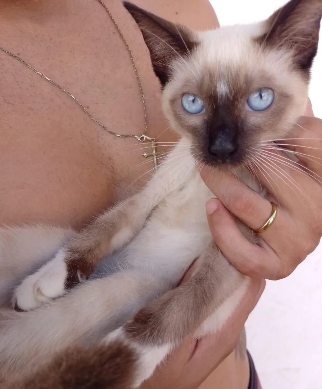 Gatinho Siamês para adoção