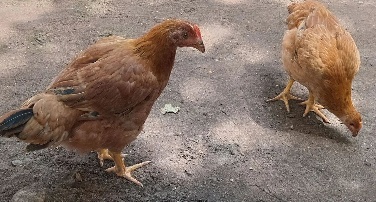 Vendemos 5 frangas e 4 frangos por 270.00 - Foto 4