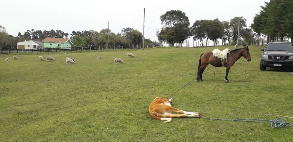 Egua e  um carneiro sulfok - Foto 5