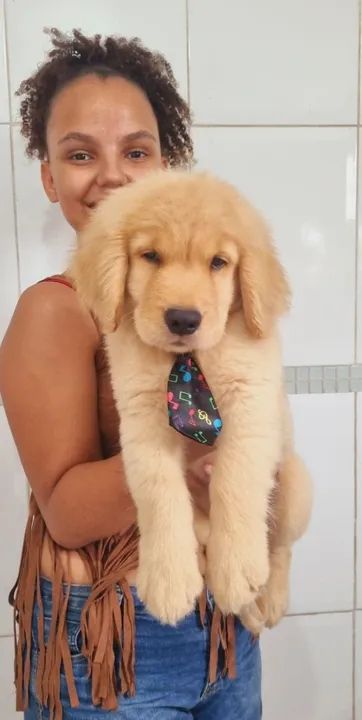 Filhote Golden Retriever - Foto 2