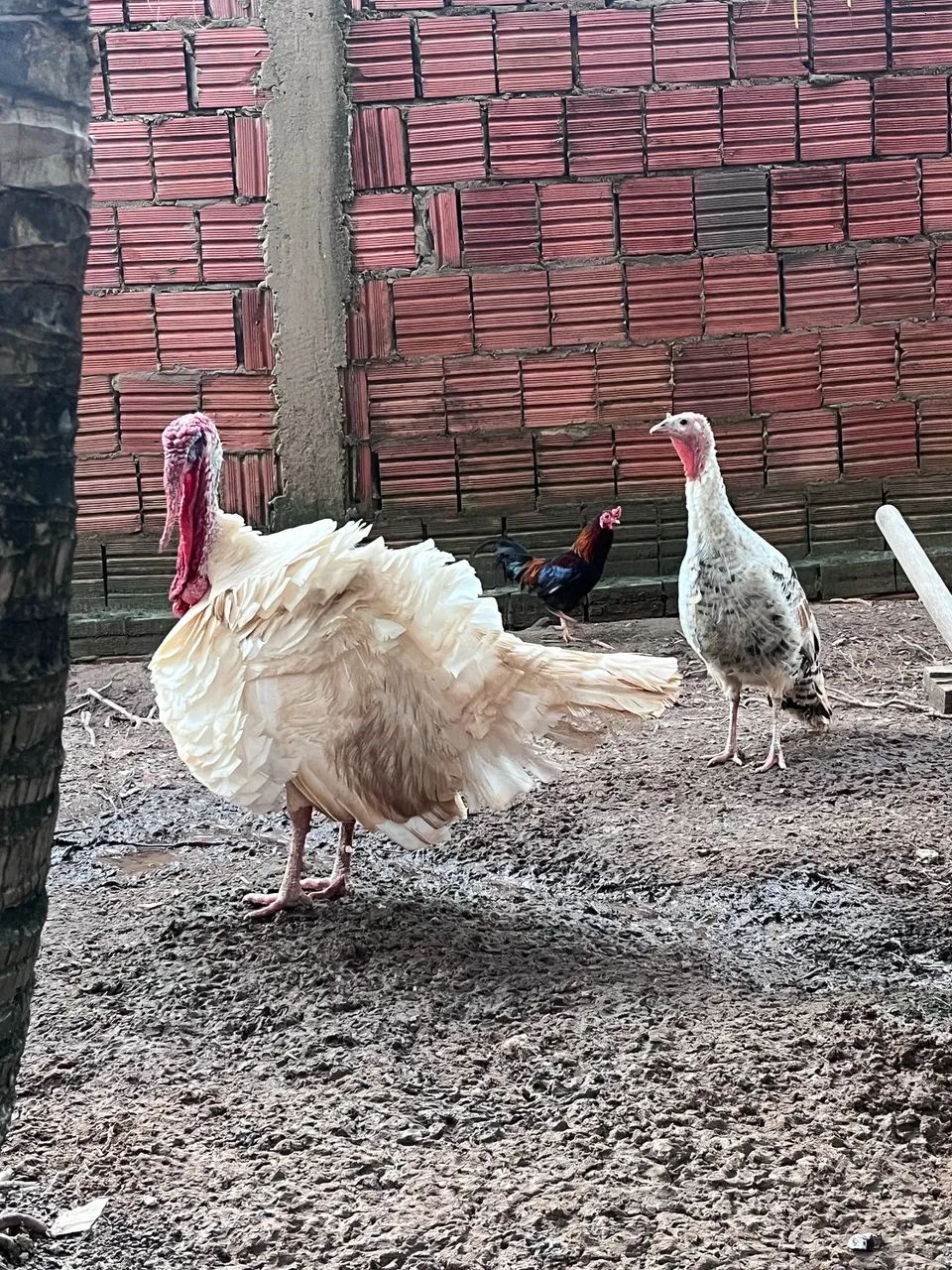 Casal de Peru  - Foto 4