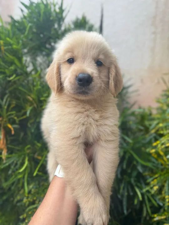  Golden Retriever macho  - Foto 2