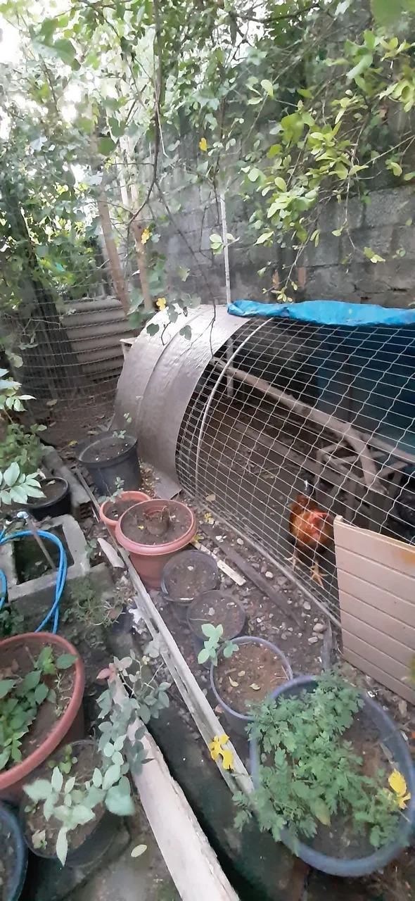 Galinheiro com um galo duas galinhas e gaiolas