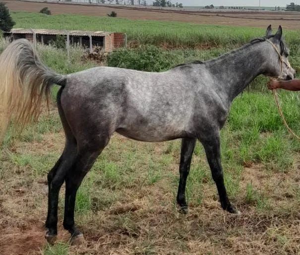 Lindo potro árabe registrado 