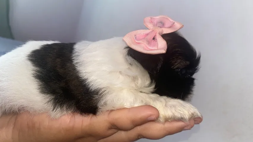 Vendo filhote fêmea shih tzu mini