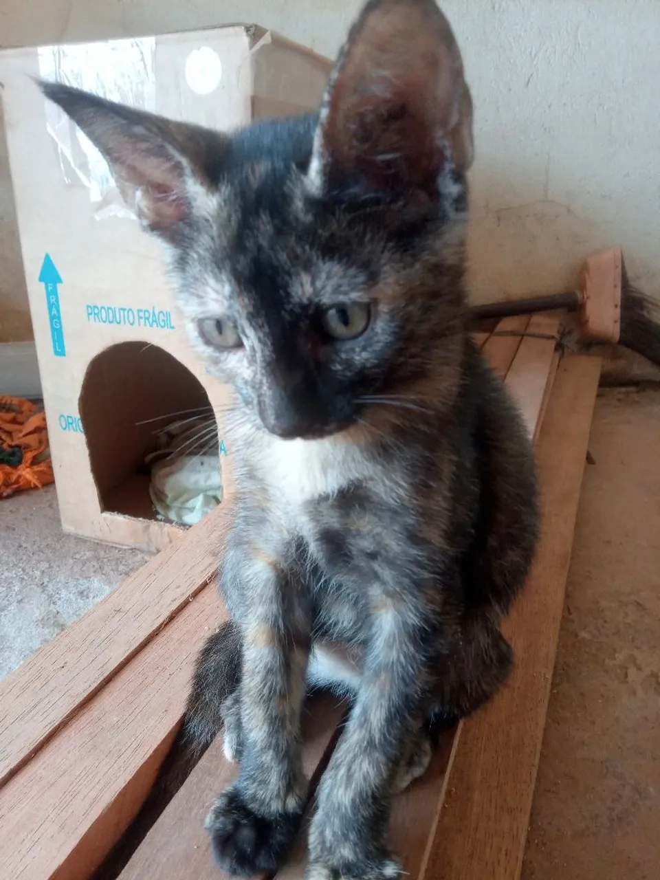 Gatas disponíveis para adoção responsável 