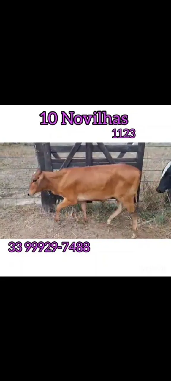 10 Novilhas Neloradas e Guzeratadas