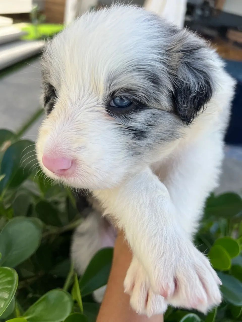 Border Collie c/ Pedigree CBKC