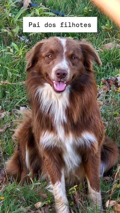 Filhotes Border Collie - Foto 2