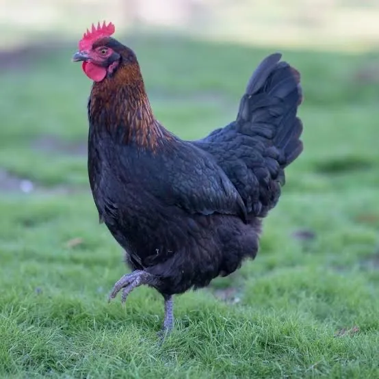 Marans black cooper leia a descrição