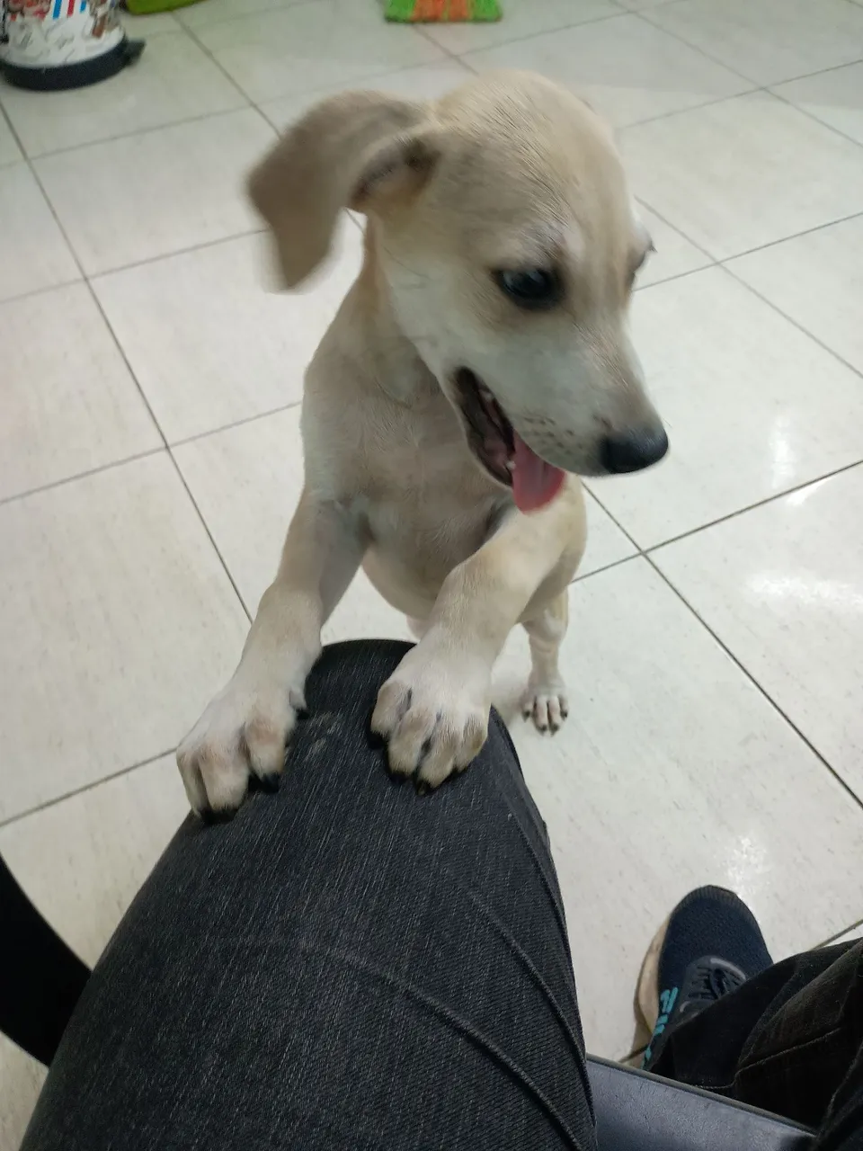 Filhote de cachorro brincalhão