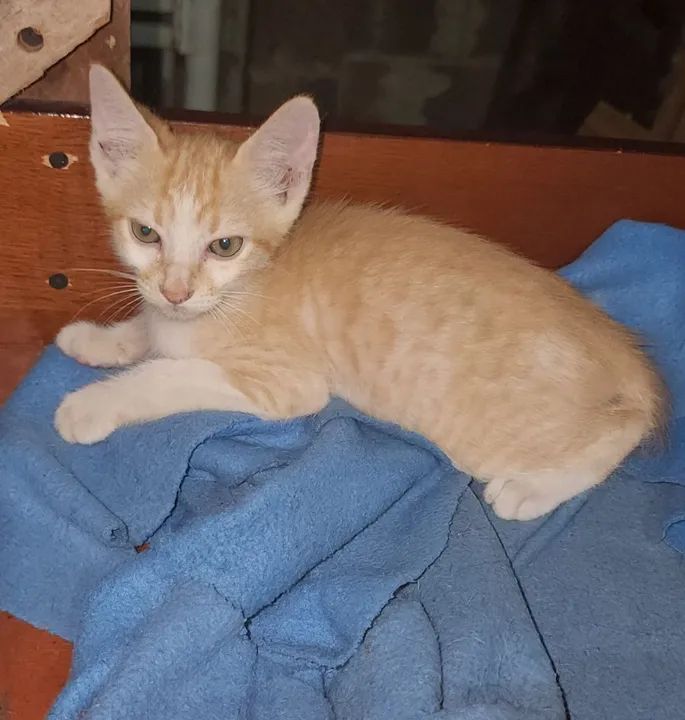 Filhotes de gatos 4 machos e 1 femea (2 meses) para adoção. 