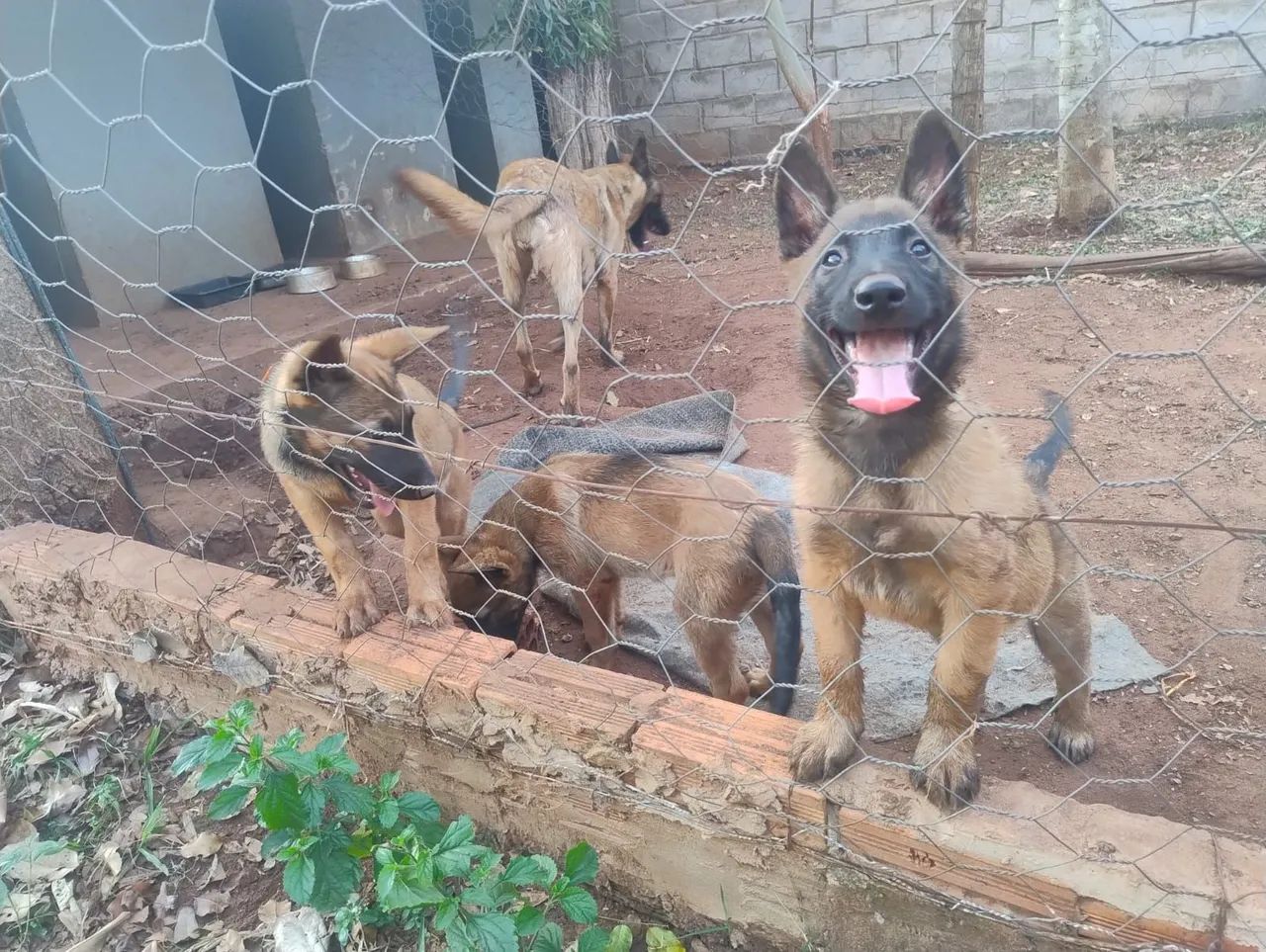 Filhotes de pastor Belga Cachorros Chácara dos
