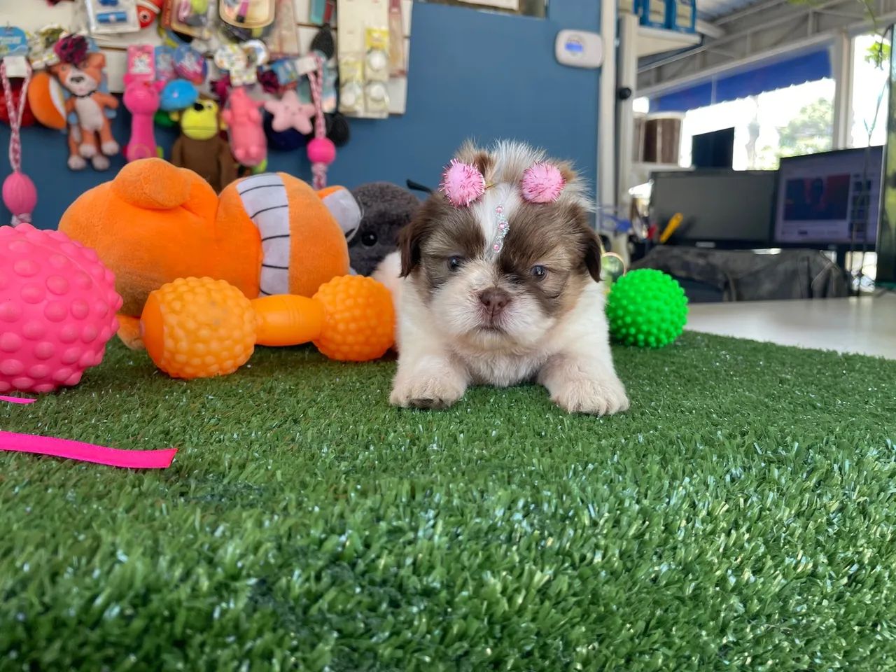 Shih tzu fêmea mini dos olhos verdes $2.400,00 - Foto 3
